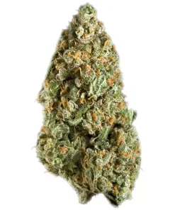 Mango Haze cannabis strain, available in Australia