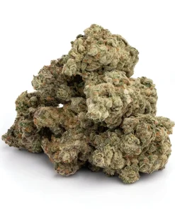 Black Cherry Punch Backpackboyz, available in Australia