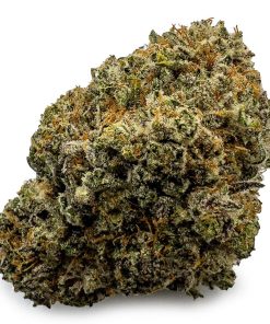 Astro Cookies Weed Strain, available in Australia
