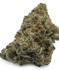 Biscotti Marijuana Strain, available in Australia