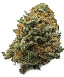 Black Cherry Gelato Weed, available in Australia