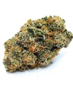 Blue J Marijuana Strain, available in Australia