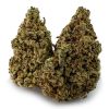 Gummy Bears Weed Strain, available in Australia