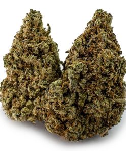 Gummy Bears Weed Strain, available in Australia