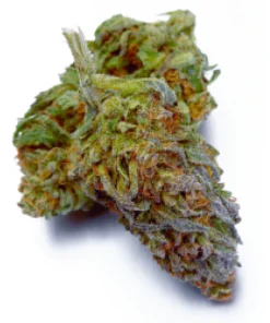 Purple Punch Weed Strain, available in Australia
