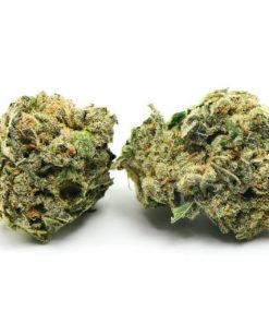 Tom Ford Pink Kush Marijuana Strain, available in Australia