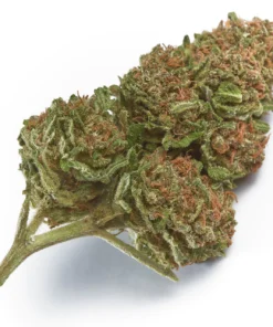 Wabanaki Weed Strain, available in Australia