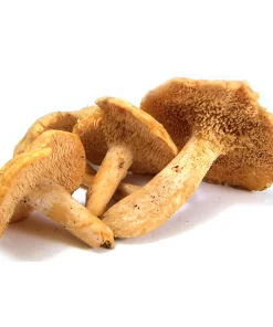 HEDGEHOG DRIED MUSHROOM, available in Australia