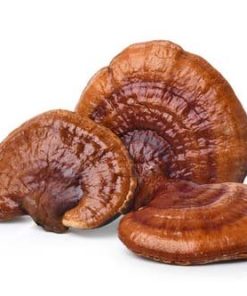 REISHI DRIED MUSHROOMS, available in Australia
